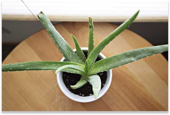 Aloe Vera Plant Benefits